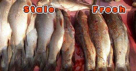 stale fish|How to Identify Fresh and Stale Fish .